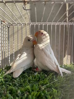 LoveBirds pair