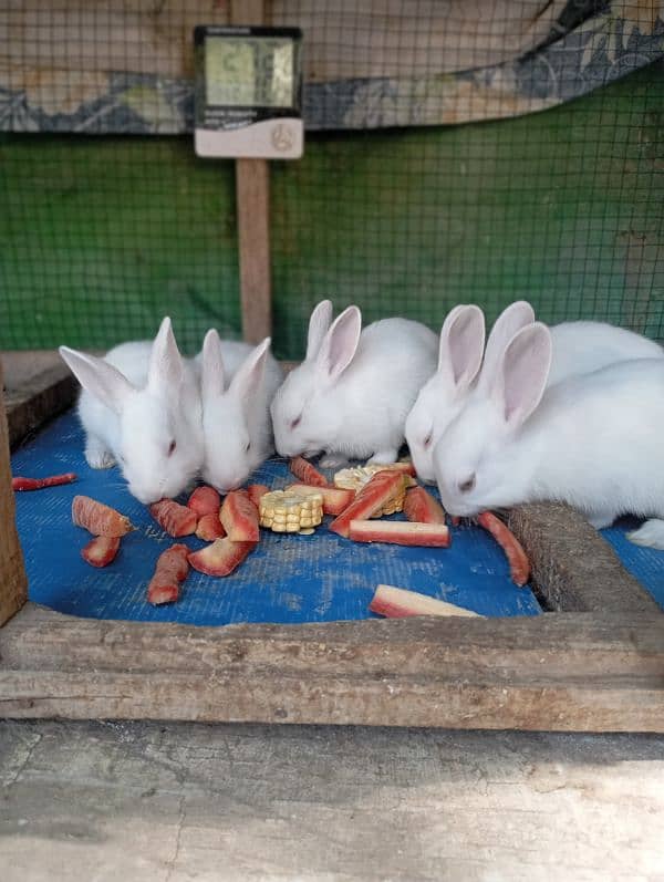 rabbits for sale 0