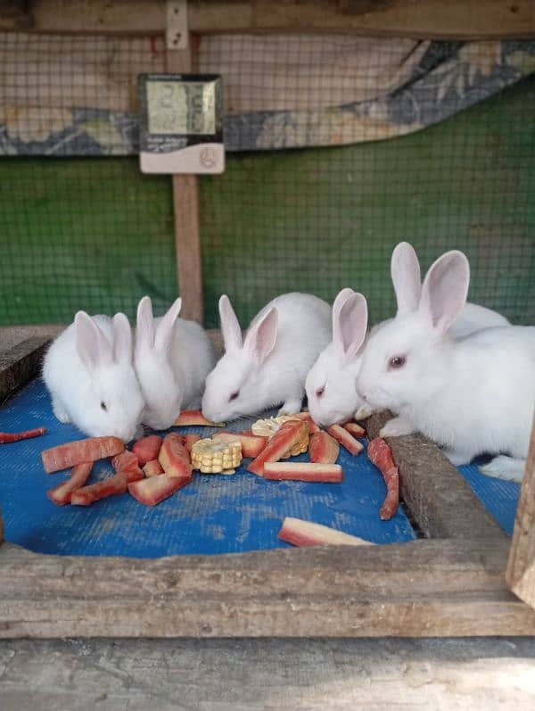 rabbits for sale 2