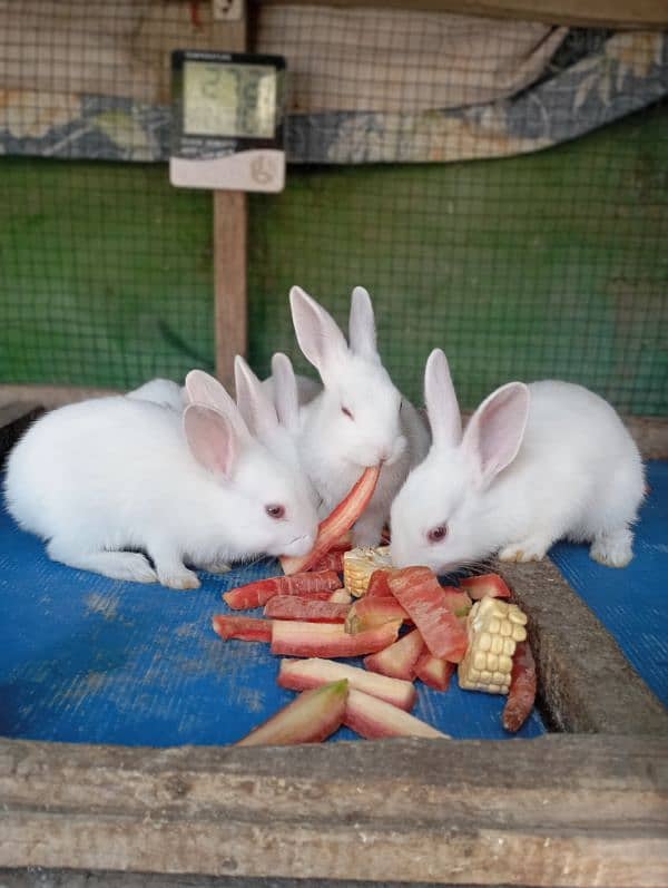 rabbits for sale 3