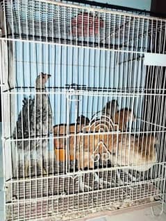 desi hens for sale (2 pairs)