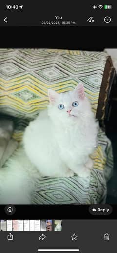 2 baby cat urgent sale