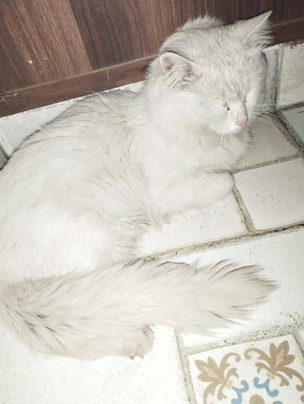 Persian cat sale 1