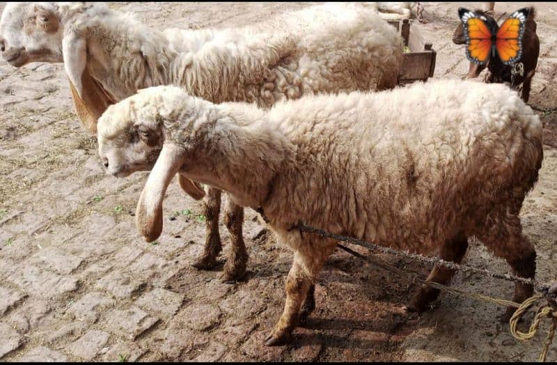 Female Goats & sheep are for sale in Lahore 0