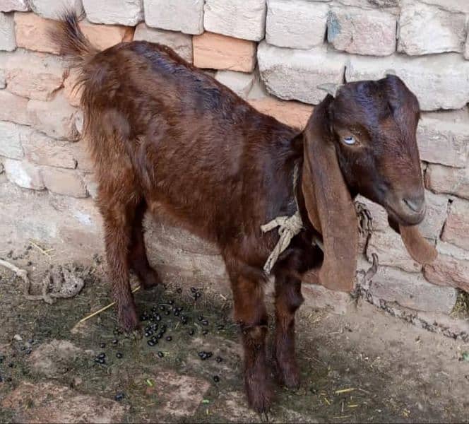 Female Goats & sheep are for sale in Lahore 1