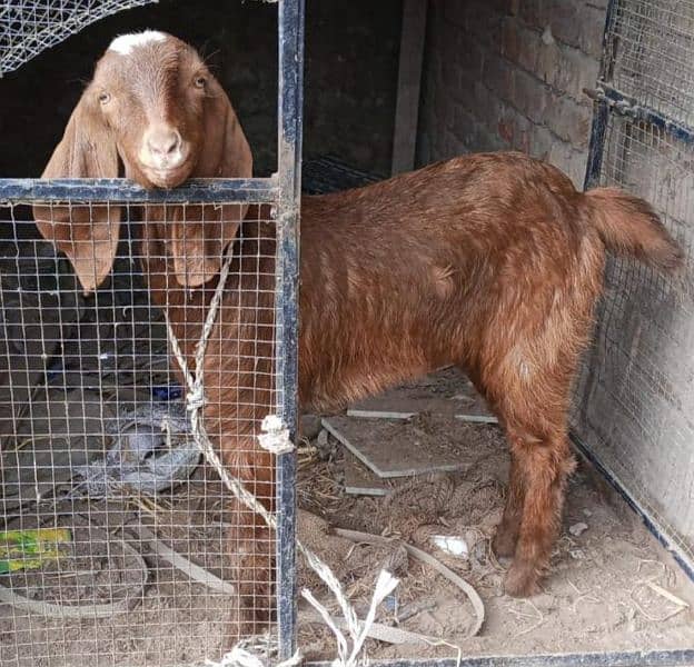 Female Goats & sheep are for sale in Lahore 2