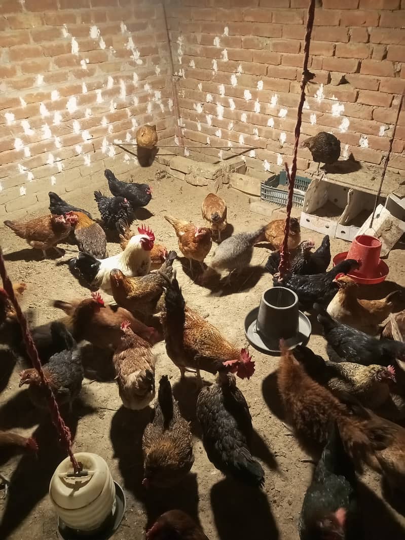 Desi & Misri Hens for sale 0