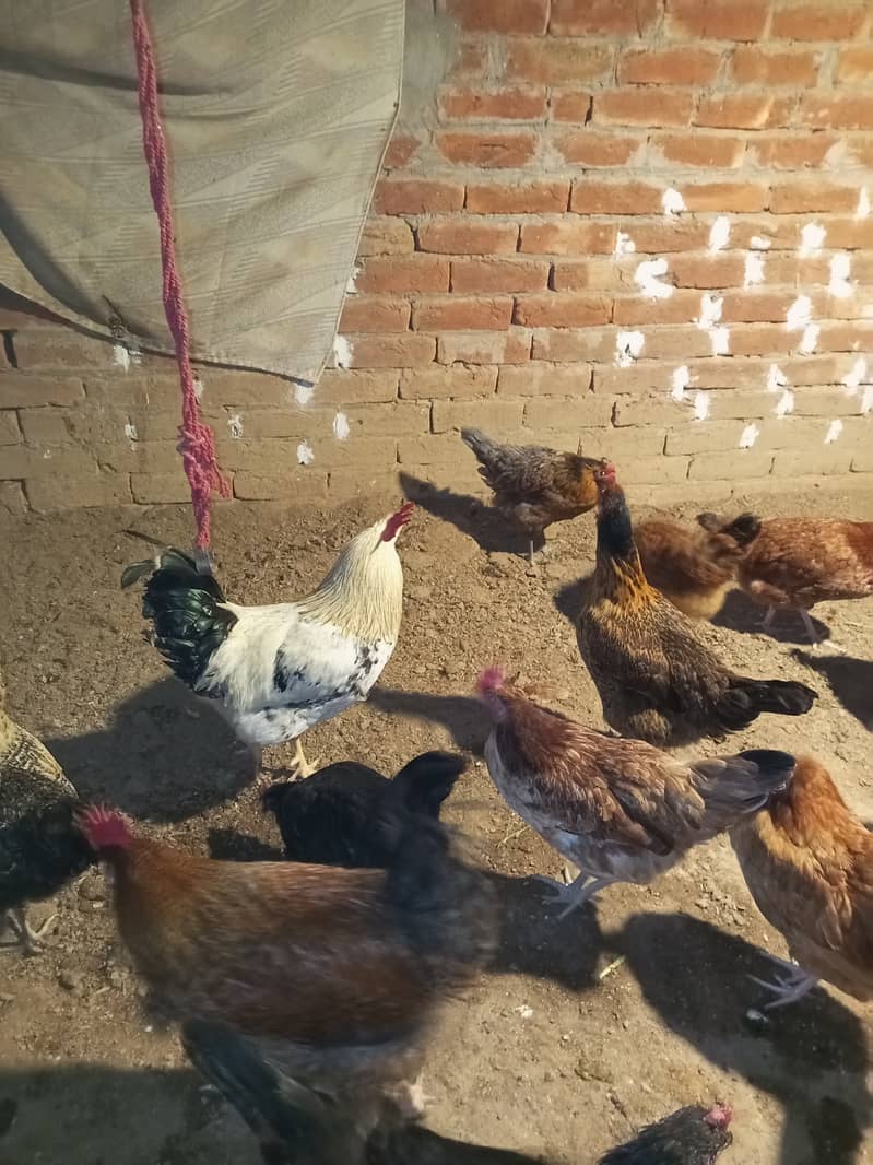 Desi & Misri Hens for sale 1