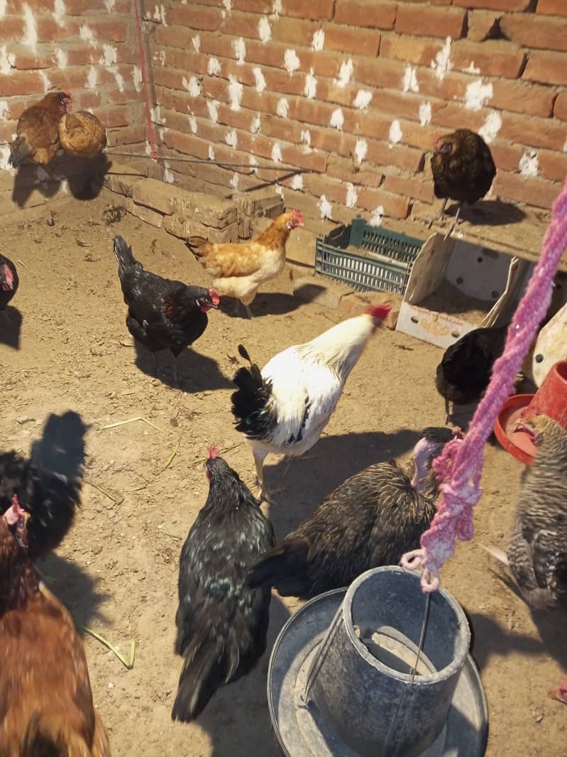 Desi & Misri Hens for sale 2