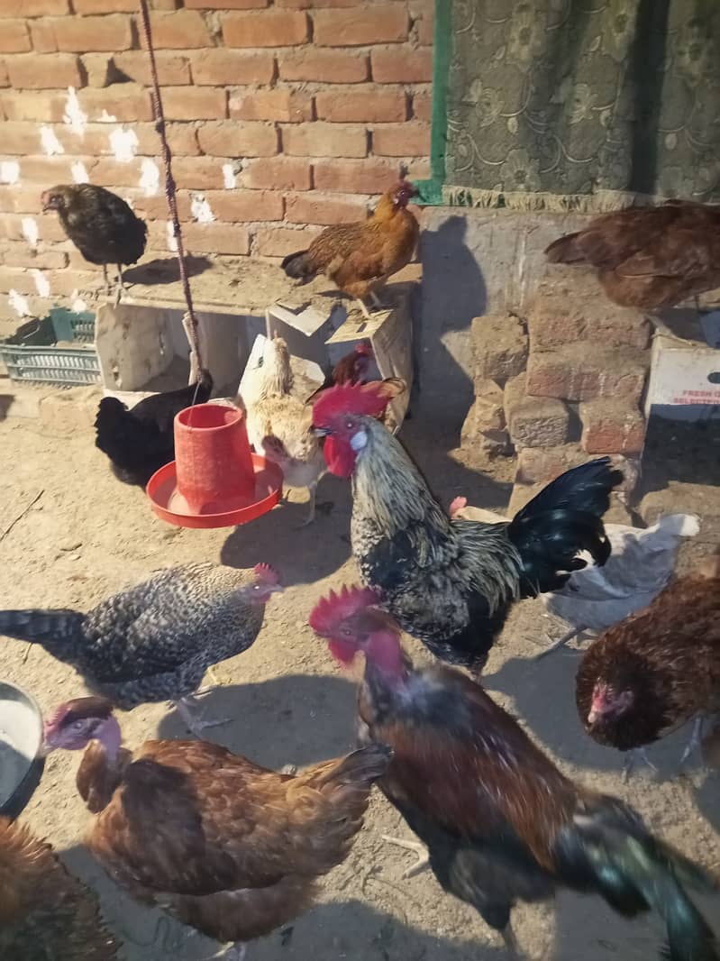 Desi & Misri Hens for sale 3