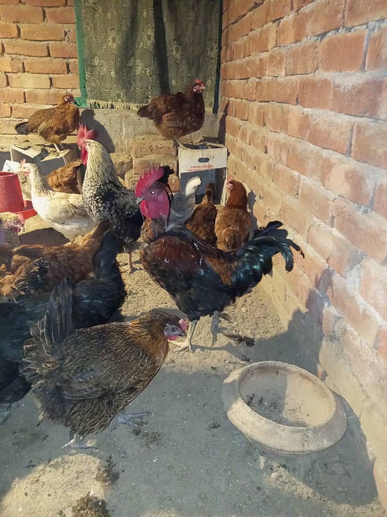 Desi & Misri Hens for sale 4