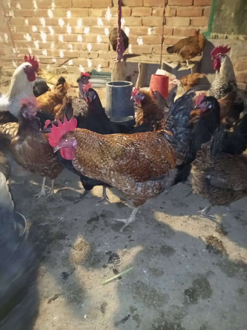 Desi & Misri Hens for sale 5