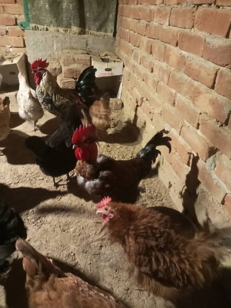 Desi & Misri Hens for sale 6