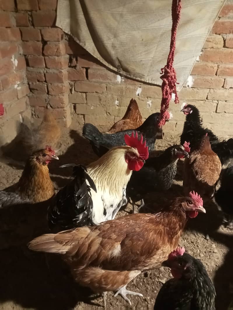 Desi & Misri Hens for sale 8