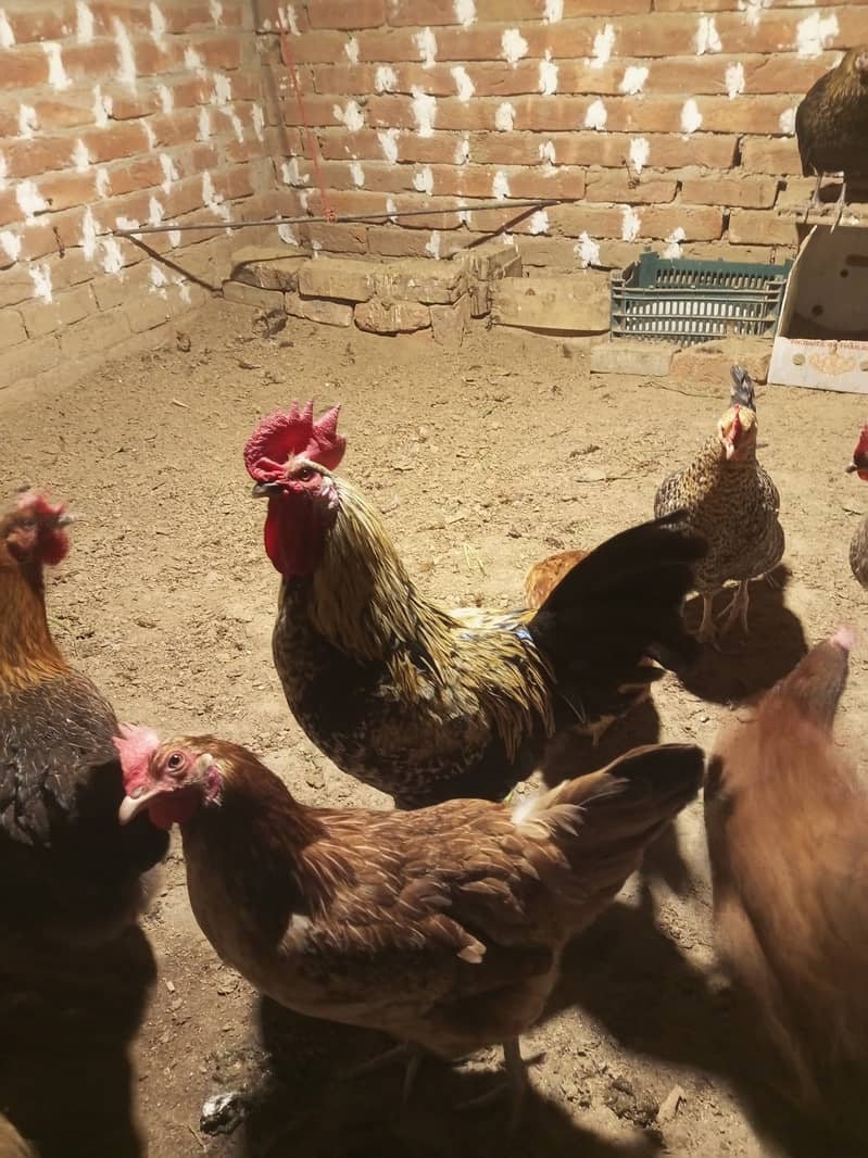 Desi & Misri Hens for sale 9