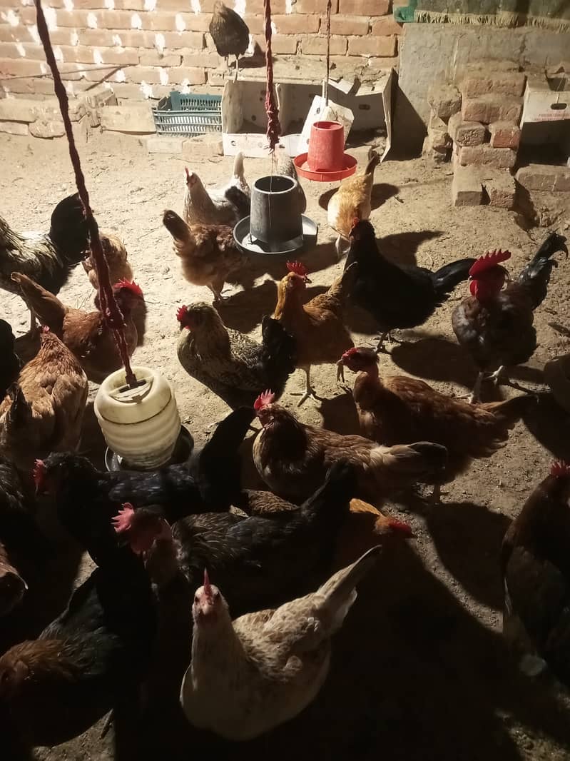 Desi & Misri Hens for sale 10