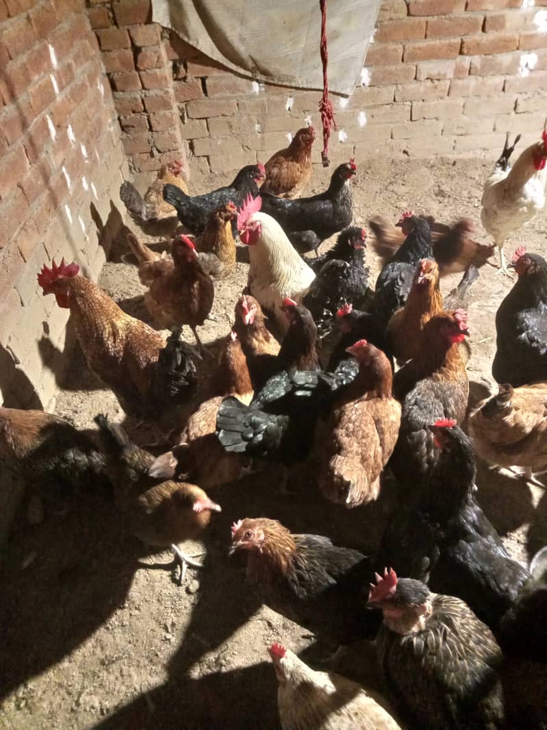 Desi & Misri Hens for sale 11