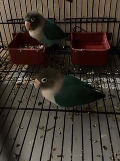 lovebird breeding pair for sale