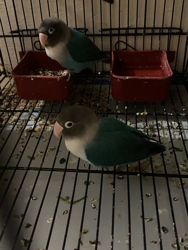 lovebird breeding pair for sale 0