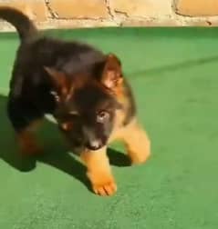 German shepherd Long Coat Male & Female puppy 03287625932WhatsApp