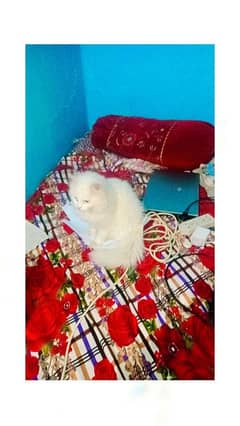 Persian white cat (double coat)