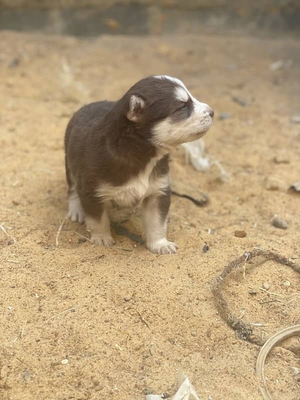 Siberian Husky puppy 0