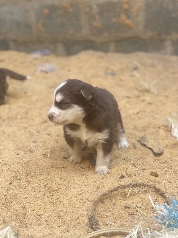 Siberian Husky puppy 1