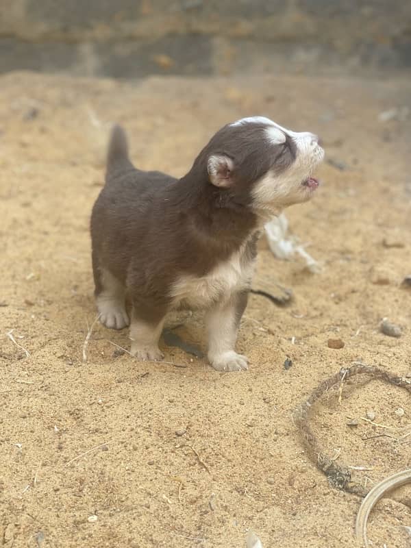 Siberian Husky puppy 2