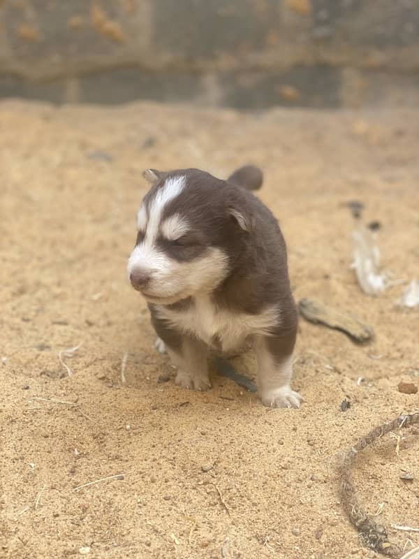 Siberian Husky puppy 6