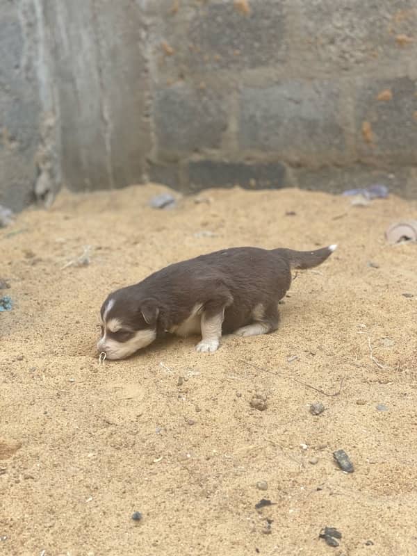 Siberian Husky puppy 7