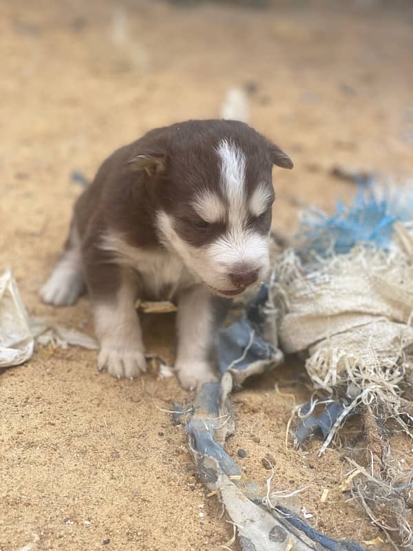 Siberian Husky puppy 9