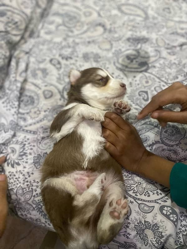 Siberian Husky puppy 12