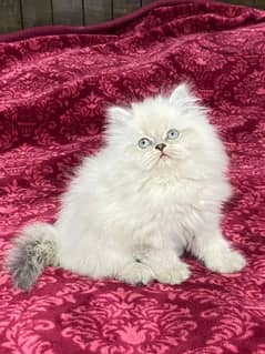 himalayan kitten available now