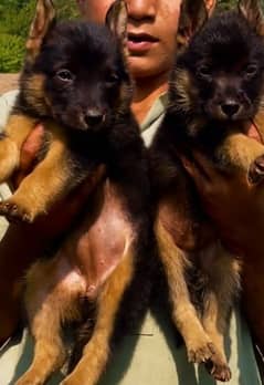 German shepherd Long Coat Male & Female puppy 03287625932WhatsApp