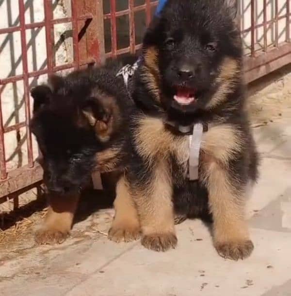 German shepherd Long Coat Male & Female puppy 03287625932WhatsApp 1