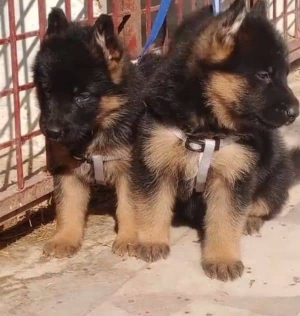 German shepherd Long Coat Male & Female puppy 03287625932WhatsApp 2