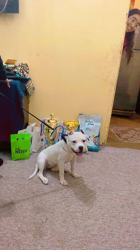 pure American pitbull 2025 champion female puppy available 0