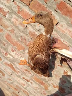 I'm selling my ducks