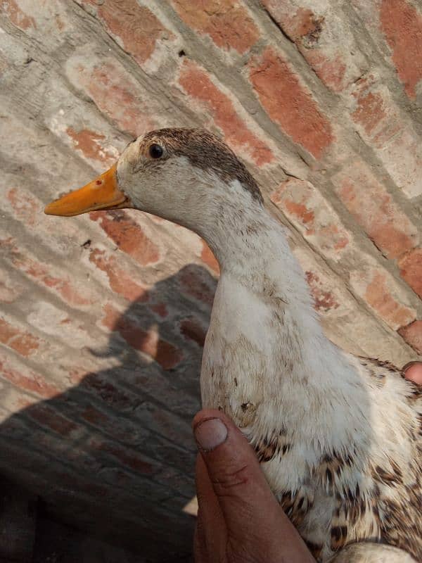 I'm selling my ducks 1