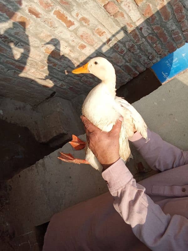 I'm selling my ducks 5