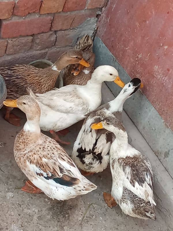 I'm selling my ducks 7