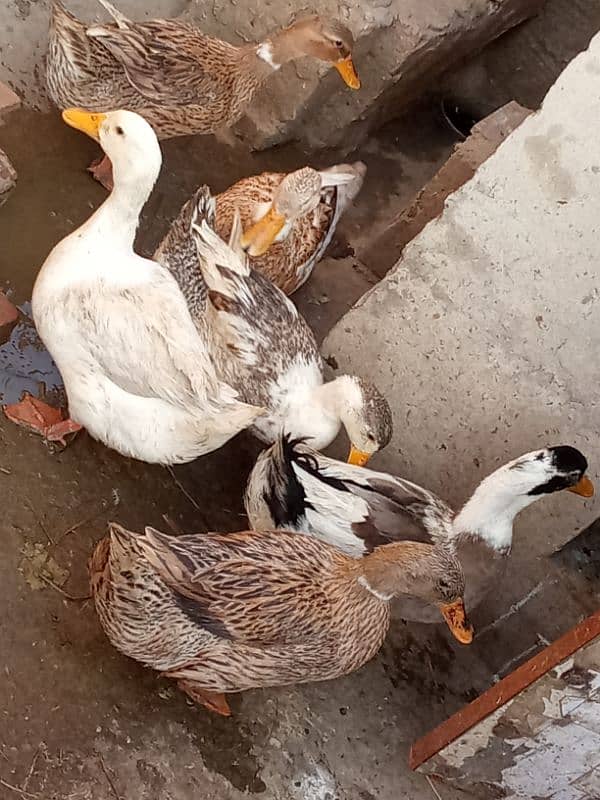 I'm selling my ducks 9