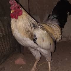 rooster