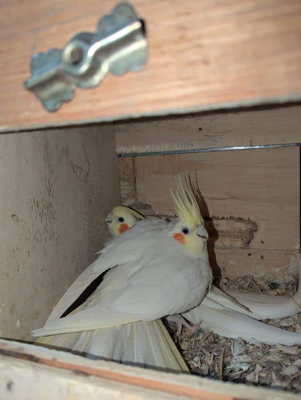 common white red eyes breeder pairs available 0