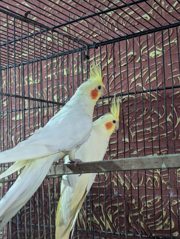 common white red eyes breeder pairs available 1