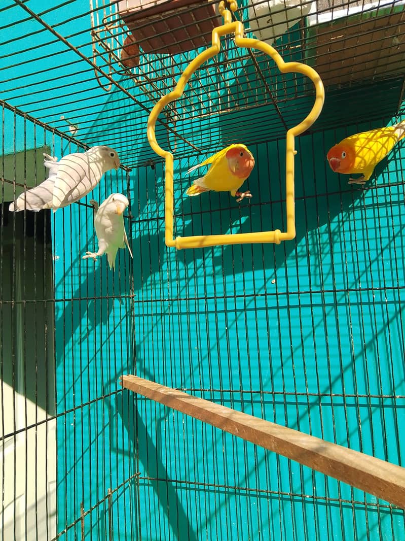 Lovebird Breeds for sale 1