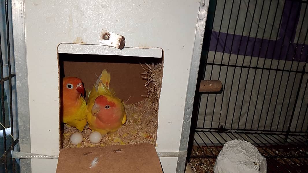 Lovebird Breeds for sale 2