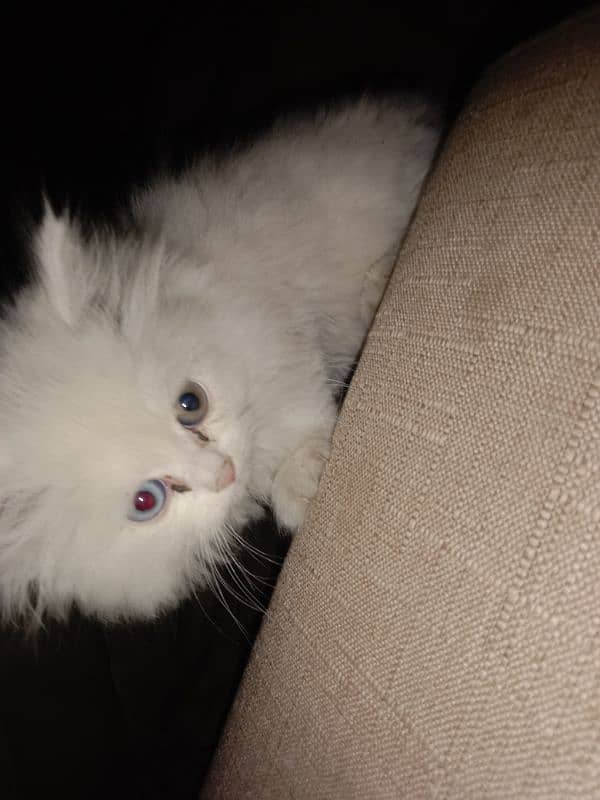 Persian cat with odd eyes 1