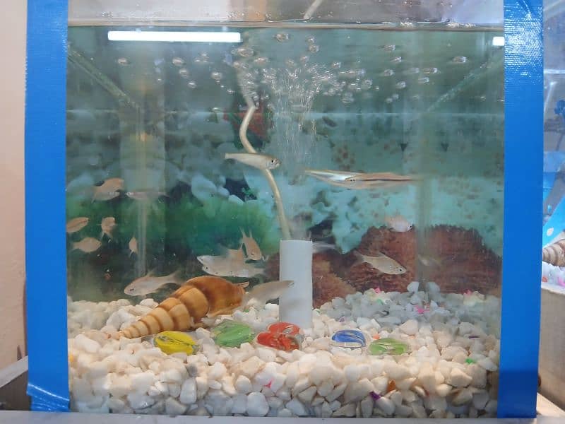 Fishes with Aquarium 0