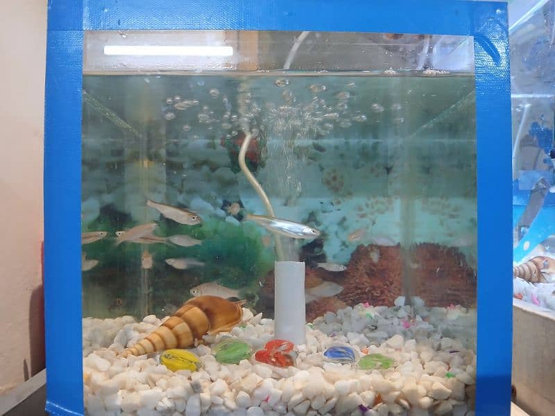 Fishes with Aquarium 1